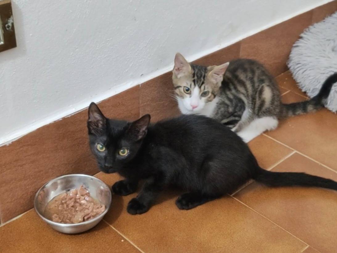 Adotta un gatto, maschio, 3 mesi, Pisa