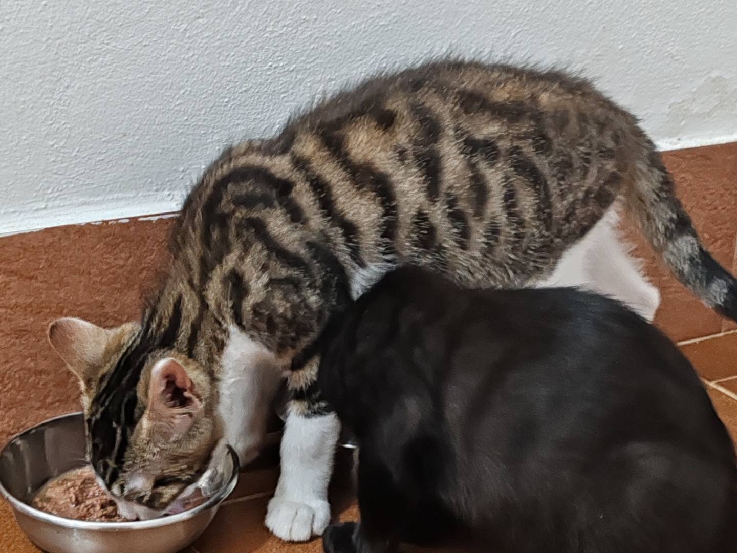 Adotta un gatto, taglia non valida, maschio, Pisa