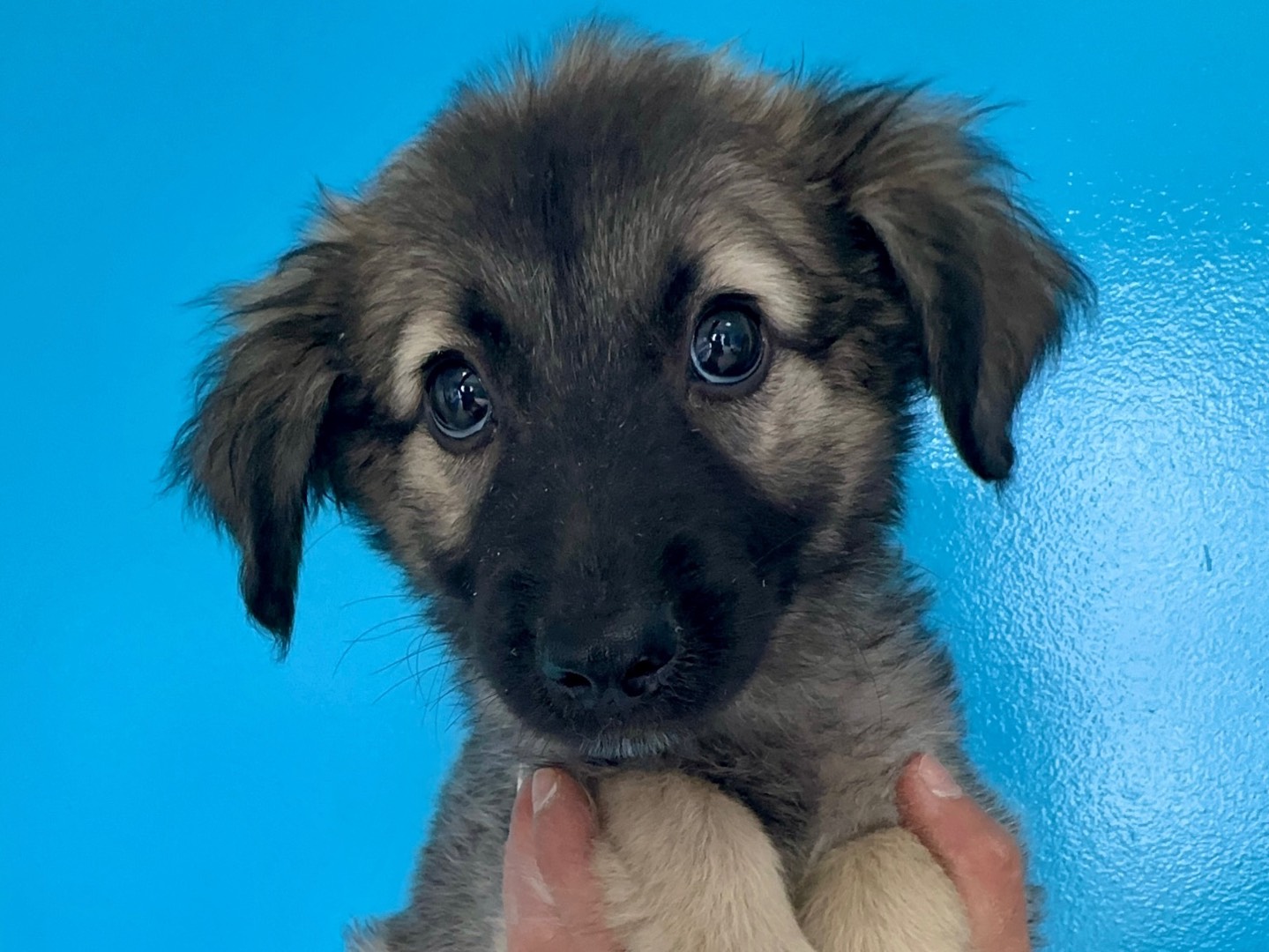Adozione cane, femmina, Razza sconosciuta Razza sconosciuta, 2 mesi, taglia media contenuta, Milano