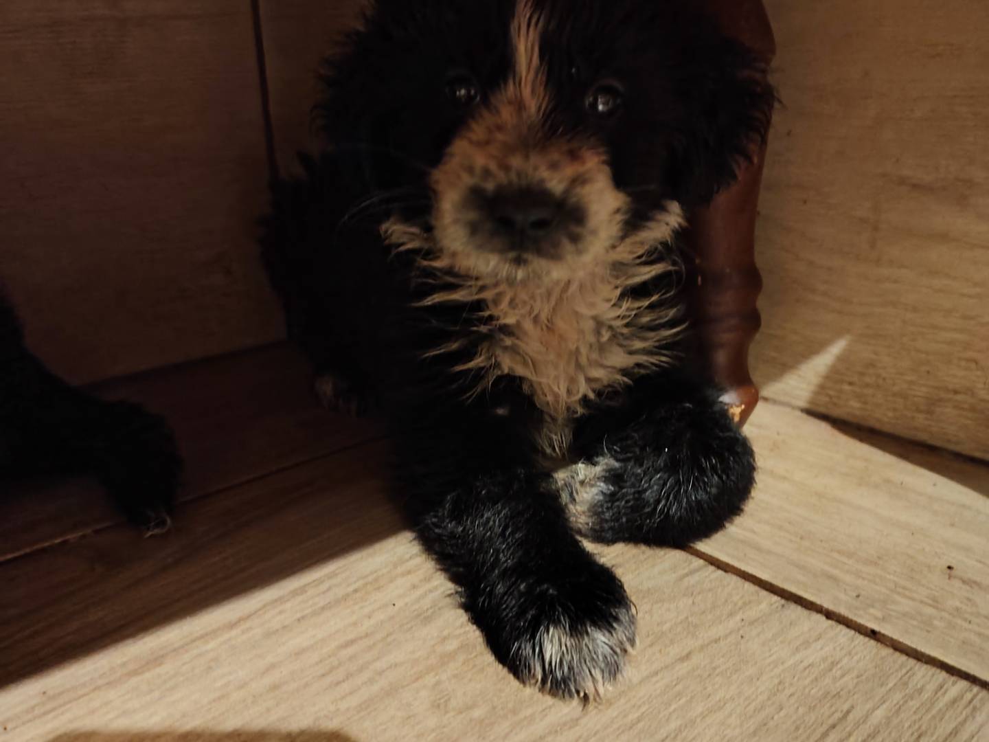Adozione cane, femmina, Razza sconosciuta Razza sconosciuta, 2 mesi, taglia media, Catanzaro