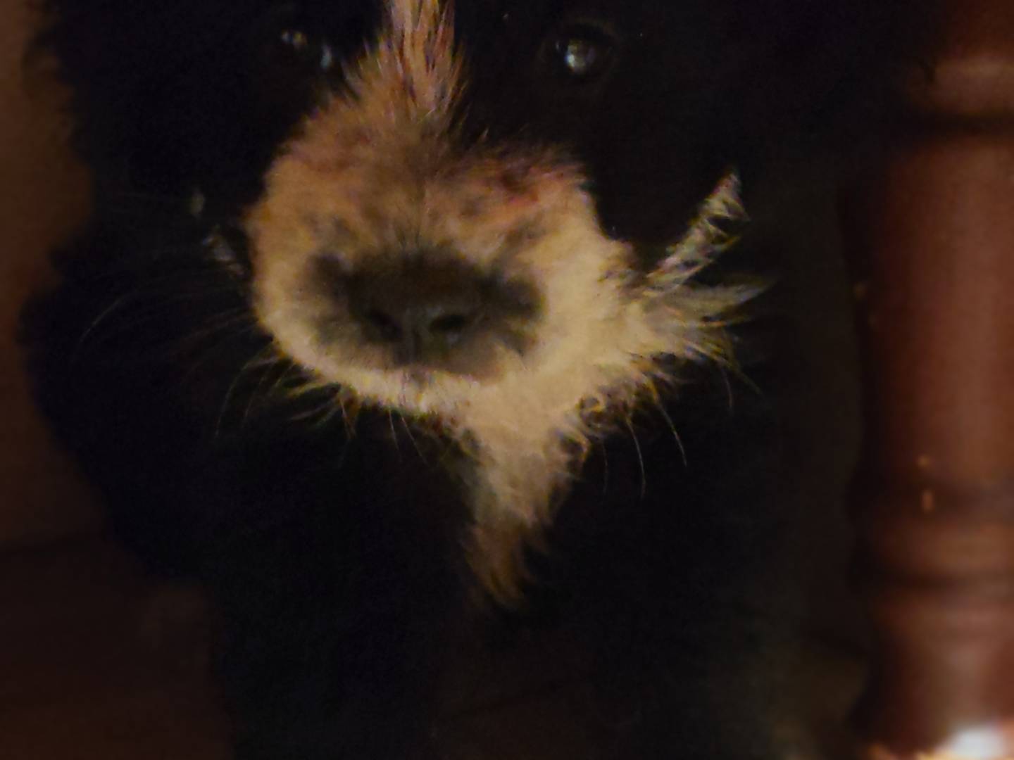 Adotta un cane, femmina, 2 mesi, Catanzaro