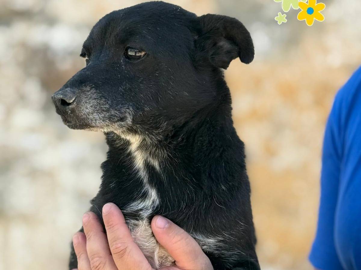 Adotta un cane, maschio, 6 anni, Bergamo