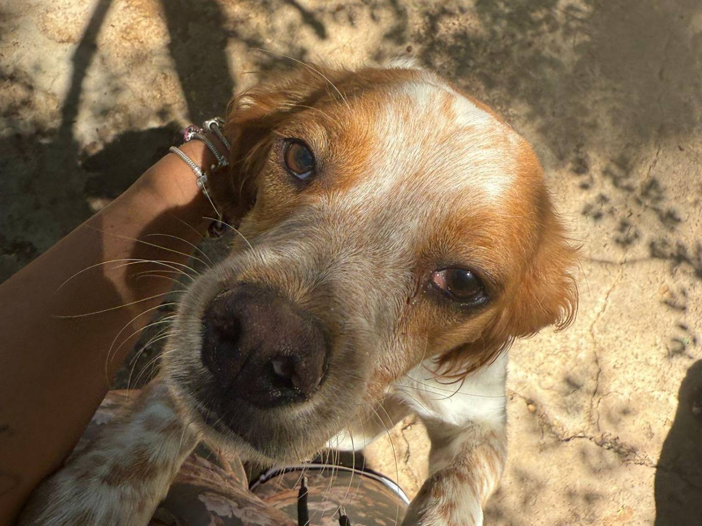 Adozione cane, femmina, Breton Razza sconosciuta, 1 anno e 8 mesi, taglia media contenuta, Latina