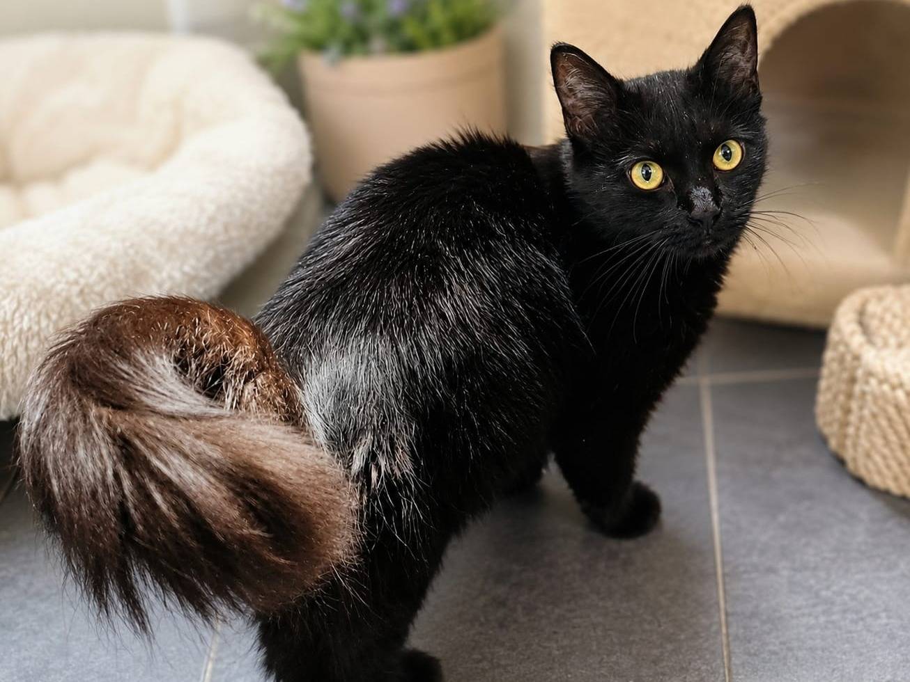 Adozione gatto, femmina, Razza sconosciuta Razza sconosciuta, 2 anni, taglia non valida, Taranto
