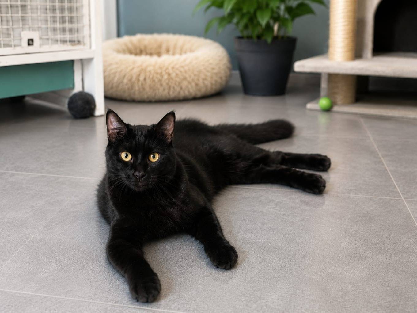 Adotta un gatto, femmina, 2 anni, Taranto