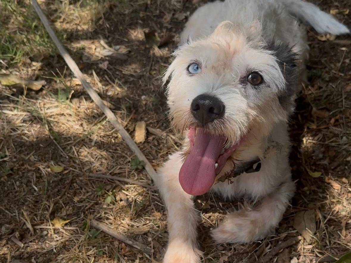 Adozione cane, femmina, Razza sconosciuta Razza sconosciuta, 3 anni e 2 mesi, taglia piccola, Latina