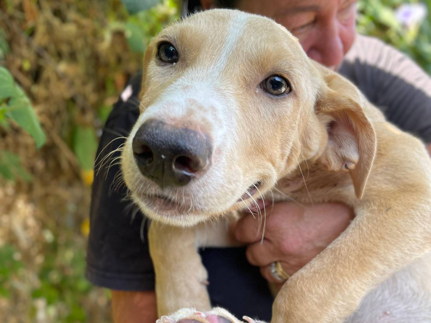 Adozione cane, maschio, Razza sconosciuta Razza sconosciuta, 4 mesi, taglia media, Latina