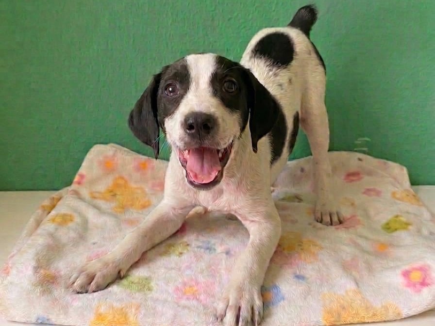 Adozione cane, femmina, Razza sconosciuta Razza sconosciuta, 3 mesi, taglia media, Sud