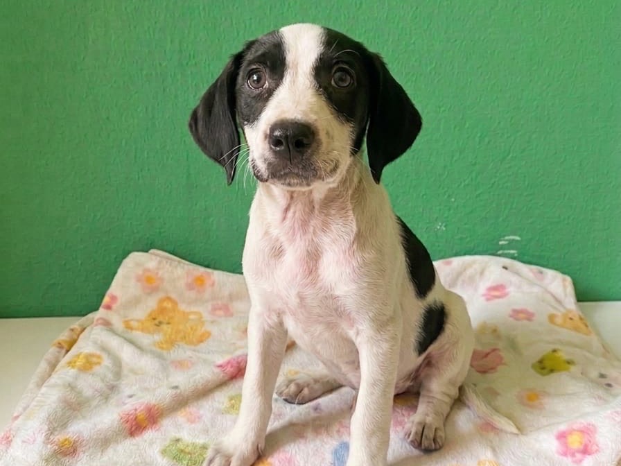 Adotta un cane, femmina, 3 mesi, Sud