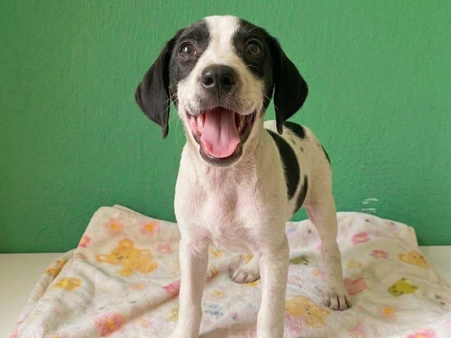 Adotta un cane, taglia media, femmina, Sud