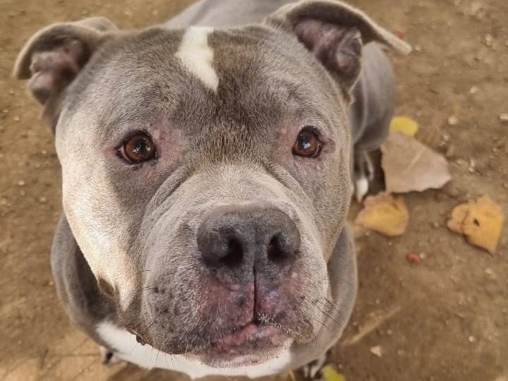Adozione cane, maschio, Pitbull Razza sconosciuta, 4 anni e 2 mesi, taglia grande, Roma