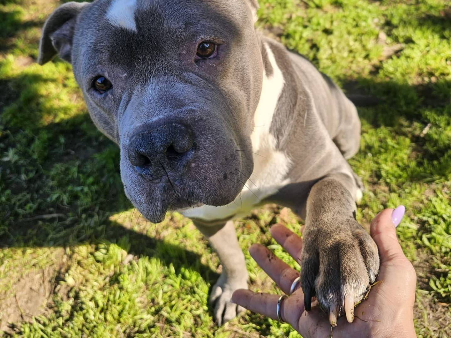 Adotta un cane, maschio, 4 anni e 2 mesi, Roma