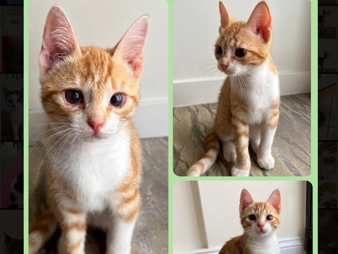 Adozione gatto, femmina, Razza sconosciuta Razza sconosciuta, 3 mesi, taglia non valida, Vicenza