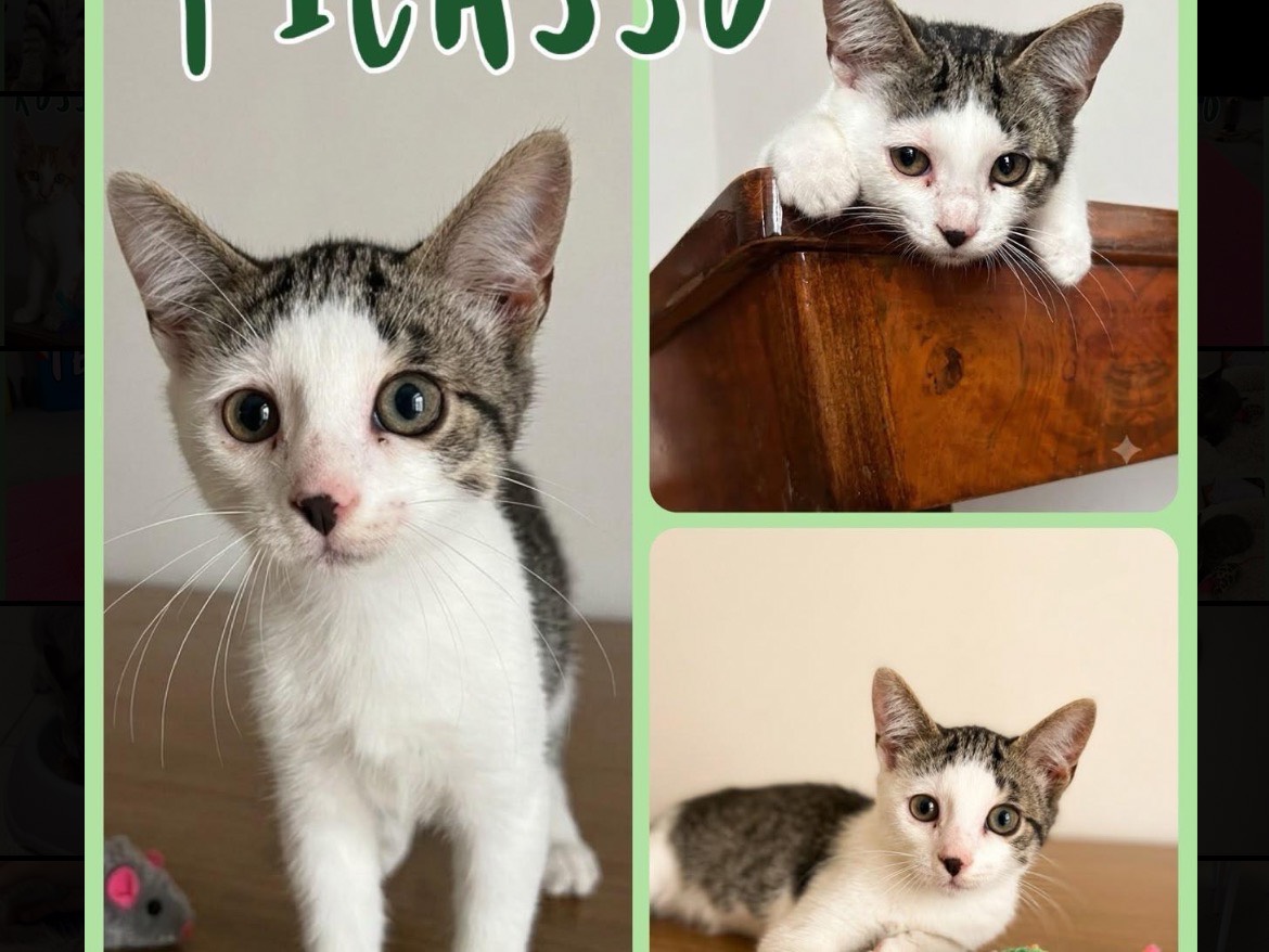 Adozione gatto, maschio, Razza sconosciuta Razza sconosciuta, 3 mesi, taglia non valida, Vicenza