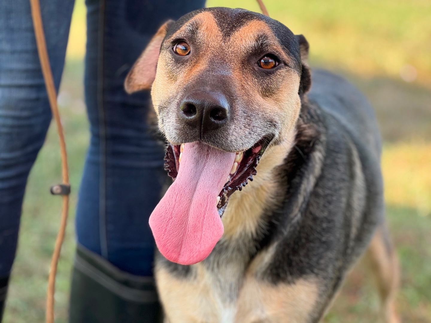 Adozione cane, maschio, Razza sconosciuta Razza sconosciuta, 3 anni, taglia media, Frosinone