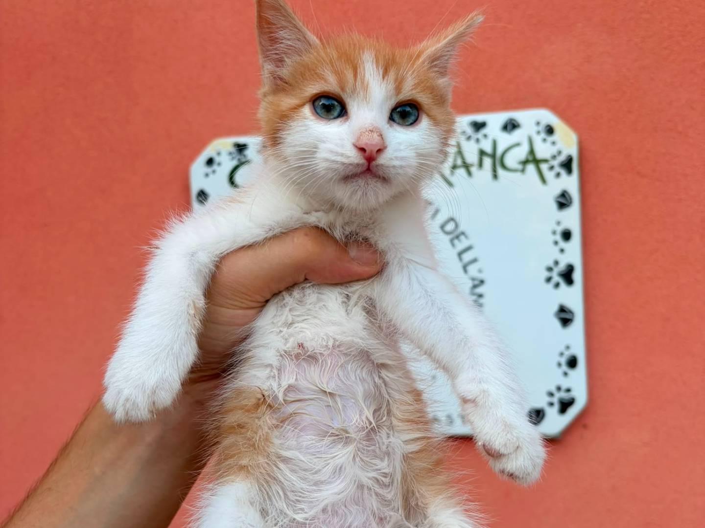 Adozione gatto, femmina, Razza sconosciuta Razza sconosciuta, 2 mesi, taglia non valida, Asti