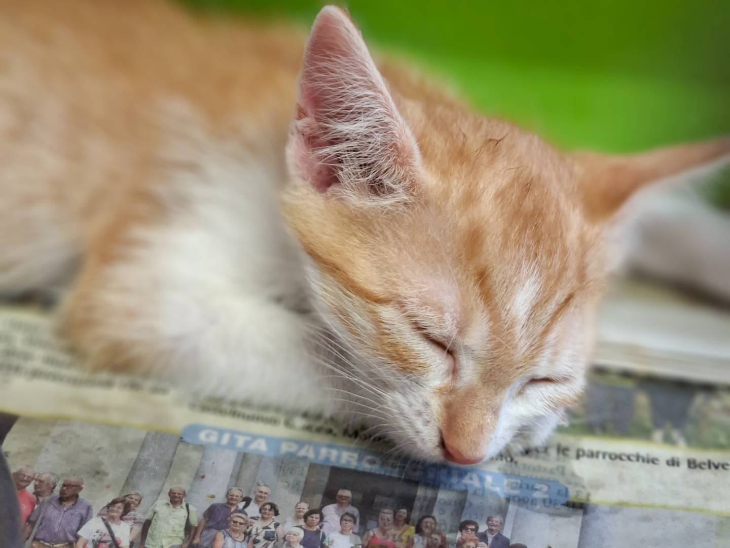 Adozione gatto, femmina, Razza sconosciuta Razza sconosciuta, 2 mesi, taglia non valida, Asti
