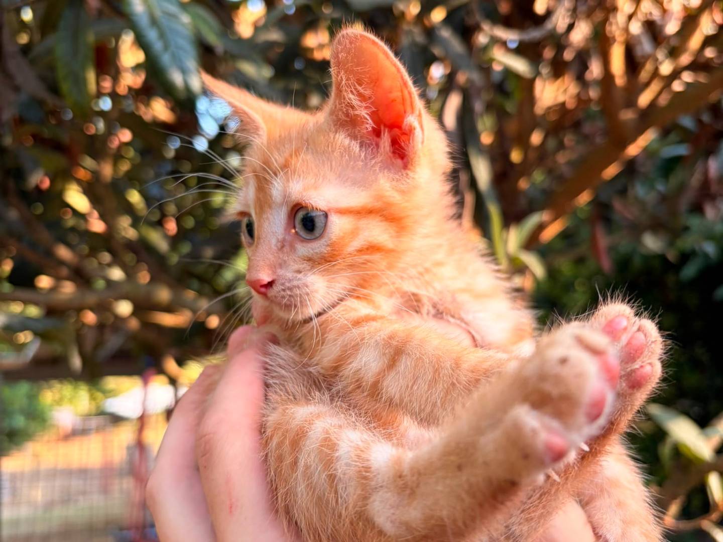Adozione gatto, maschio, Razza sconosciuta Razza sconosciuta, 2 mesi, taglia non valida, Asti