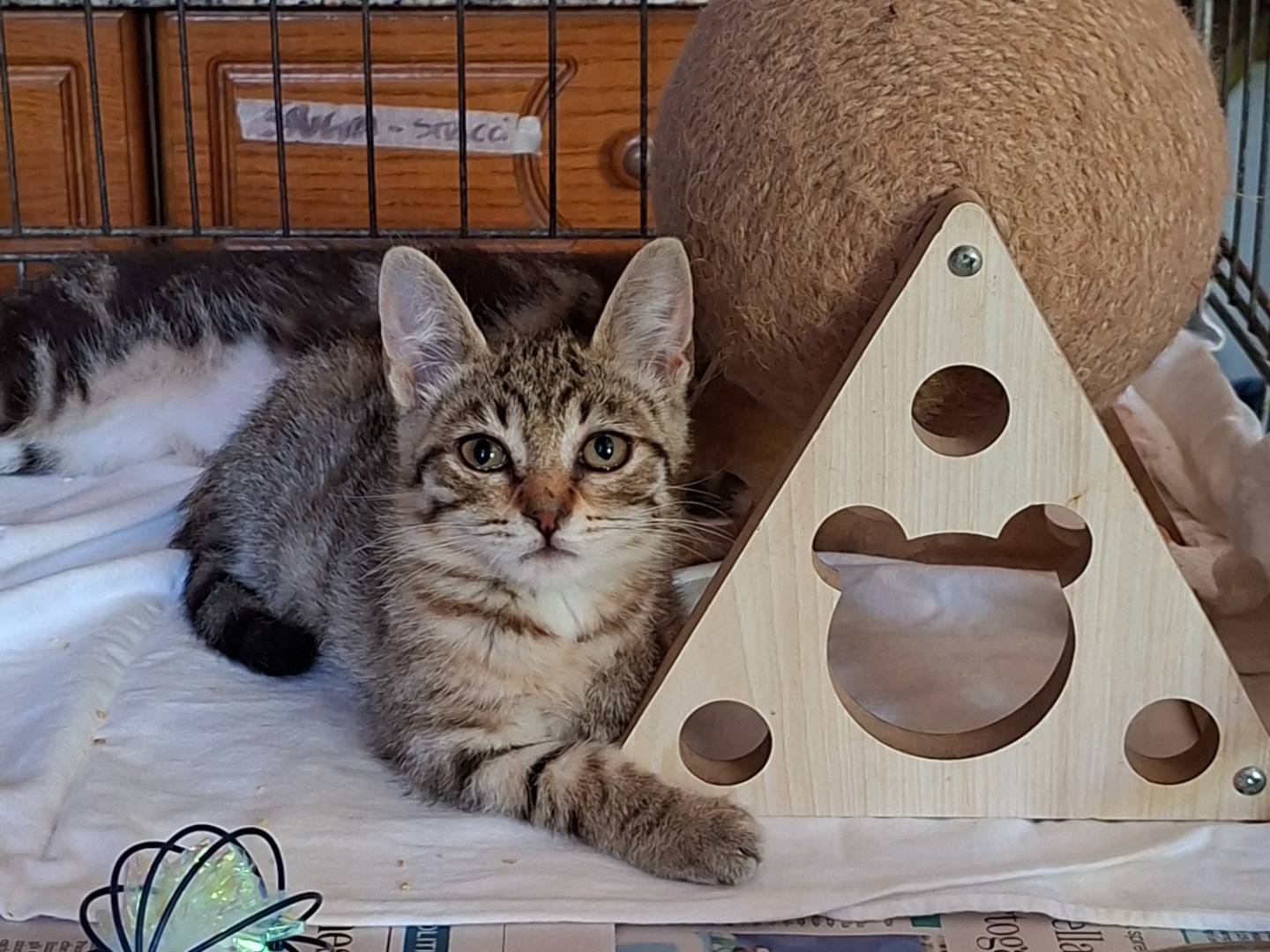 Adozione gatto, maschio, Razza sconosciuta Razza sconosciuta, 2 mesi, taglia non valida, Asti