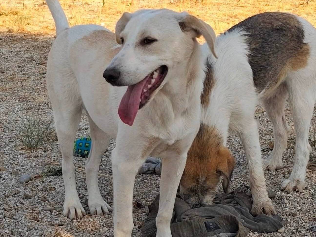 Adozione cane, femmina, Razza sconosciuta Razza sconosciuta, 8 mesi, taglia media, Foggia