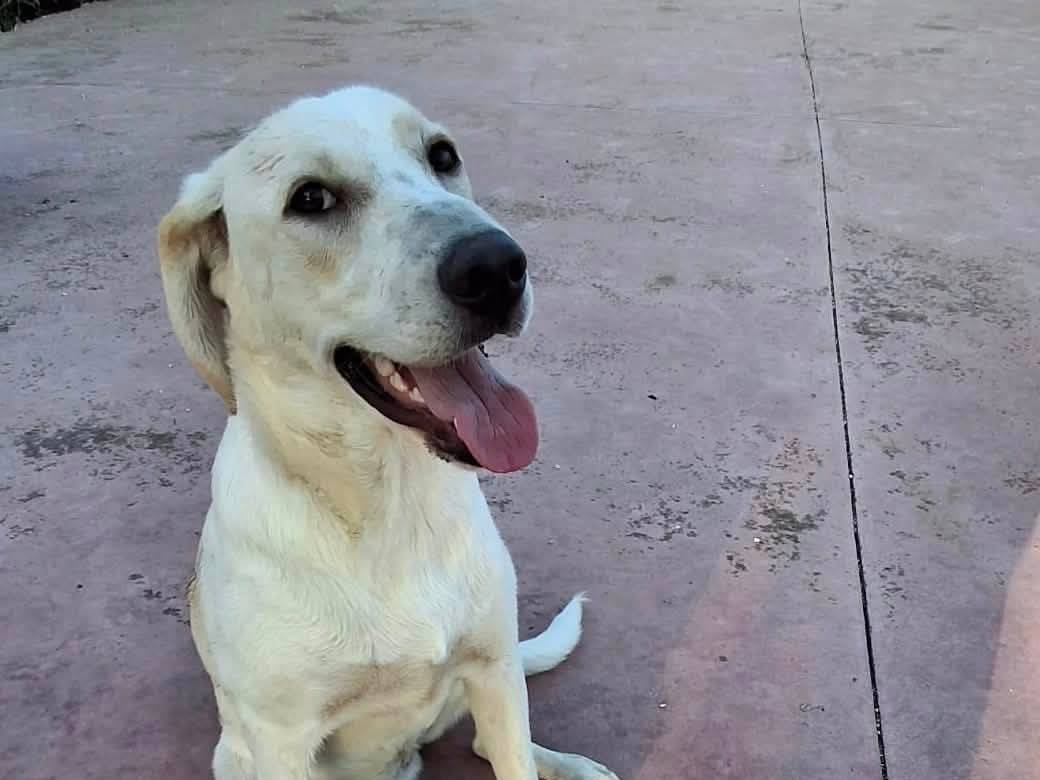 Adotta un cane, femmina, 8 mesi, Foggia