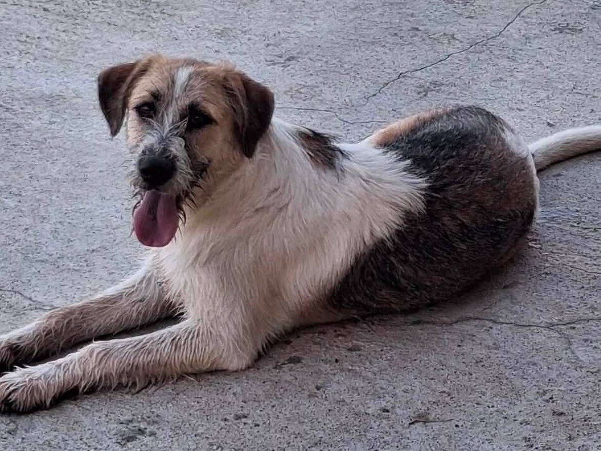 Adozione cane, femmina, Razza sconosciuta Razza sconosciuta, 8 mesi, taglia media, Foggia