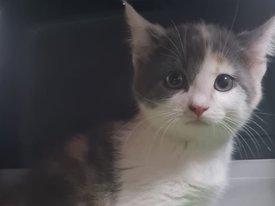 Adozione gatto, femmina, Razza sconosciuta Razza sconosciuta, 2 mesi, taglia non valida, Trento