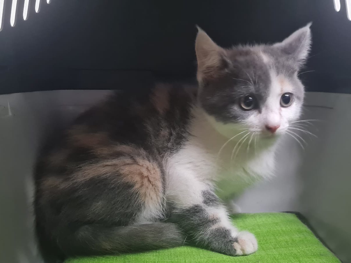 Adotta un gatto, femmina, 2 mesi, Trento