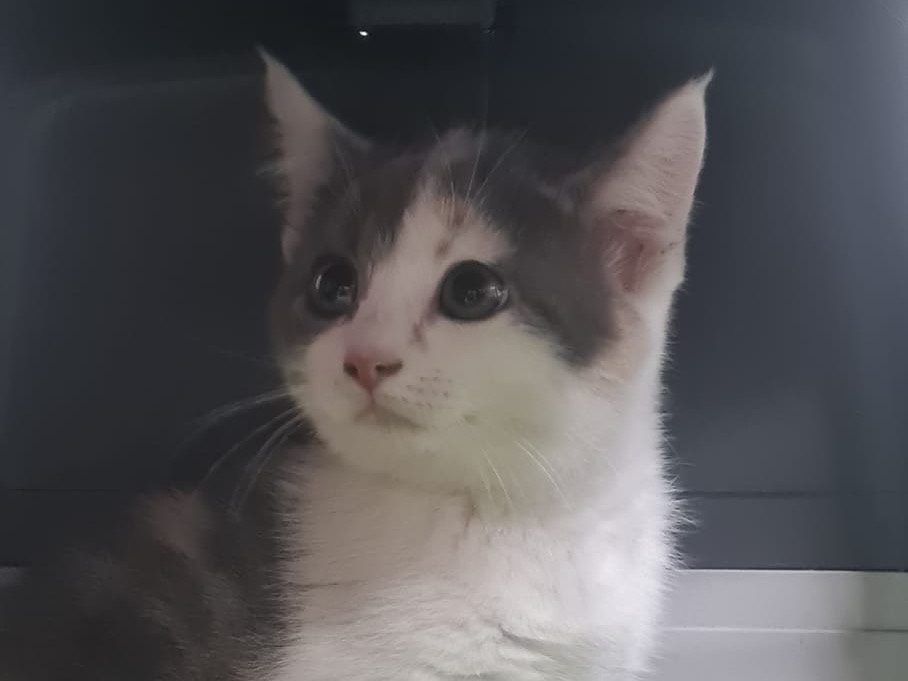 Adotta un gatto, taglia non valida, femmina, Trento