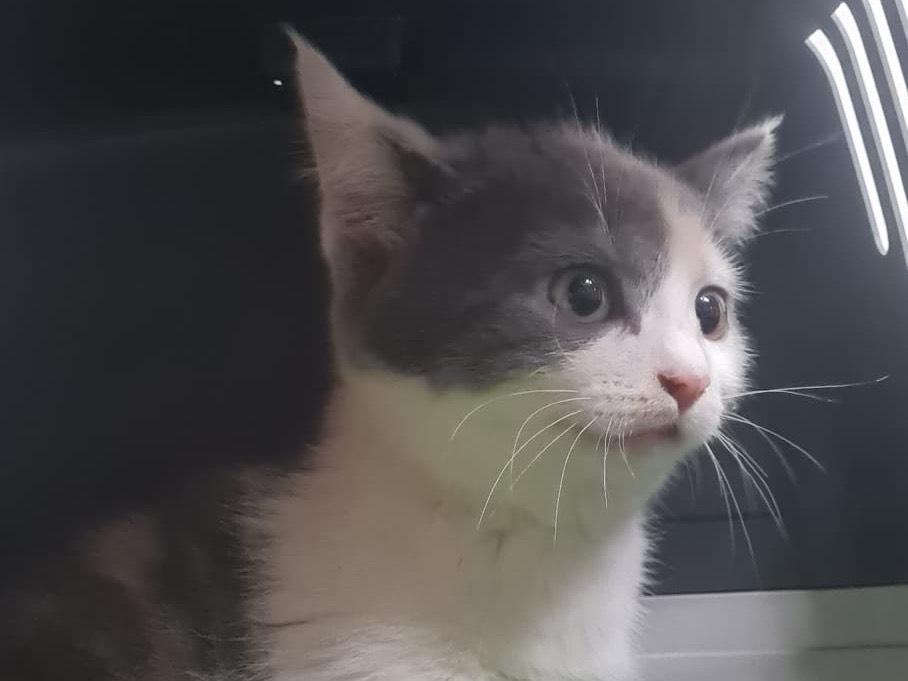 Vuoi adottare un gatto a Trento?