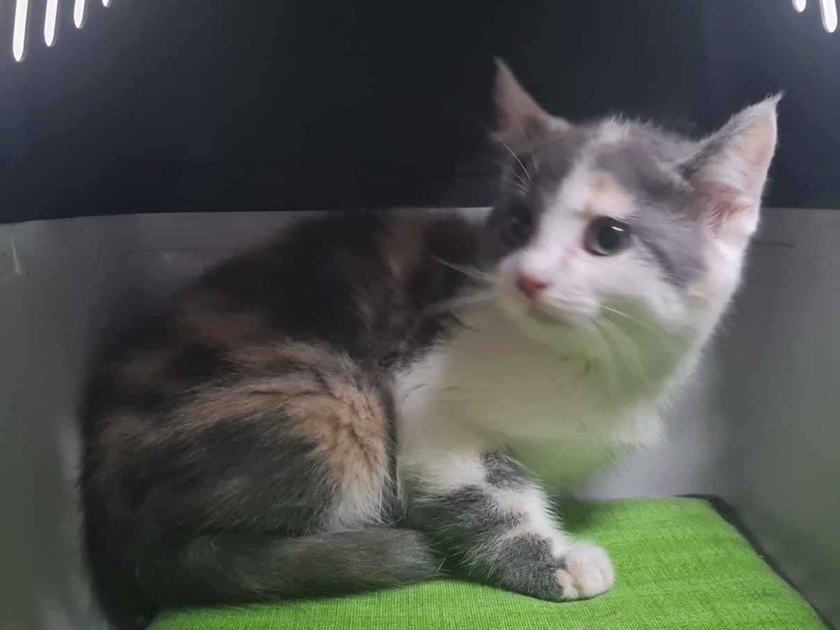 Adotta il gatto Pippi a Trento