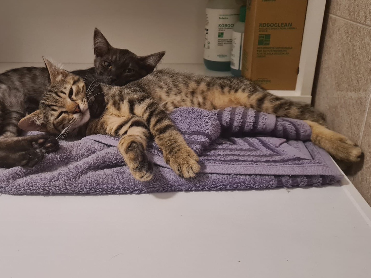Vuoi adottare un gatto a Trento?