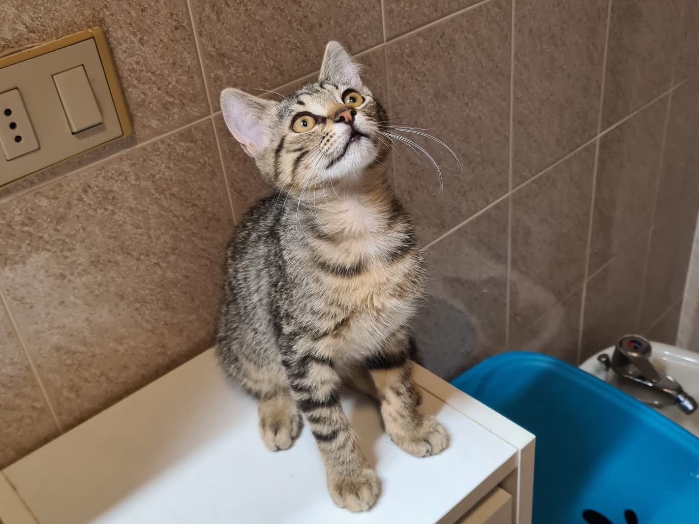 Adotta il gatto Noce a Trento