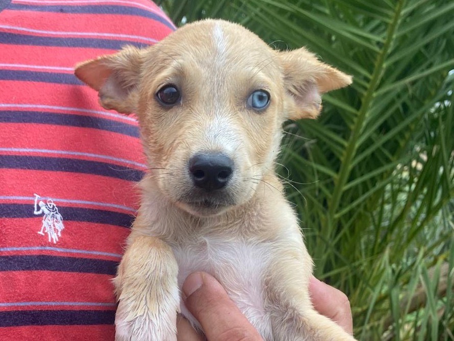 Adozione cane, maschio, Siberian Husky Razza sconosciuta, 2 mesi, taglia media, Trapani