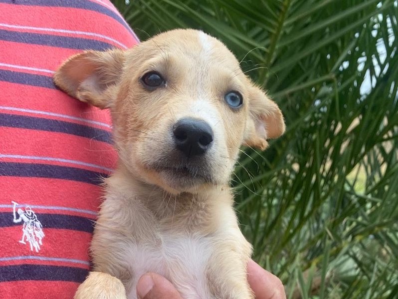 Adotta un cane, maschio, 2 mesi, Trapani
