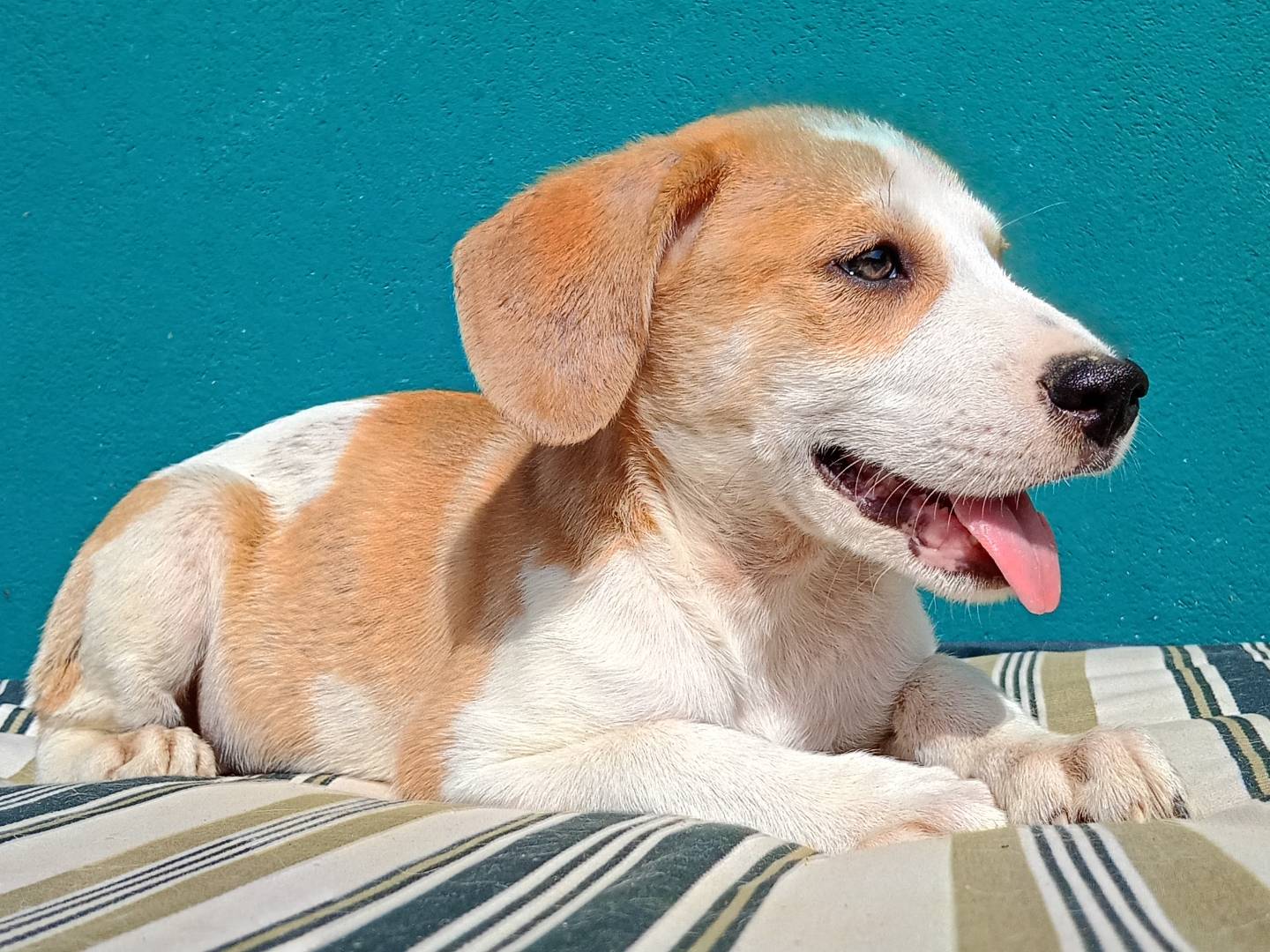 Adotta il cane TATO a Bergamo