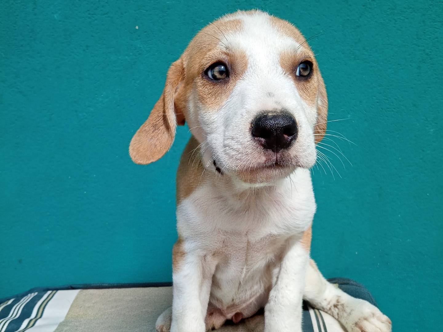Adotta un cane, maschio, 2 mesi, Bergamo