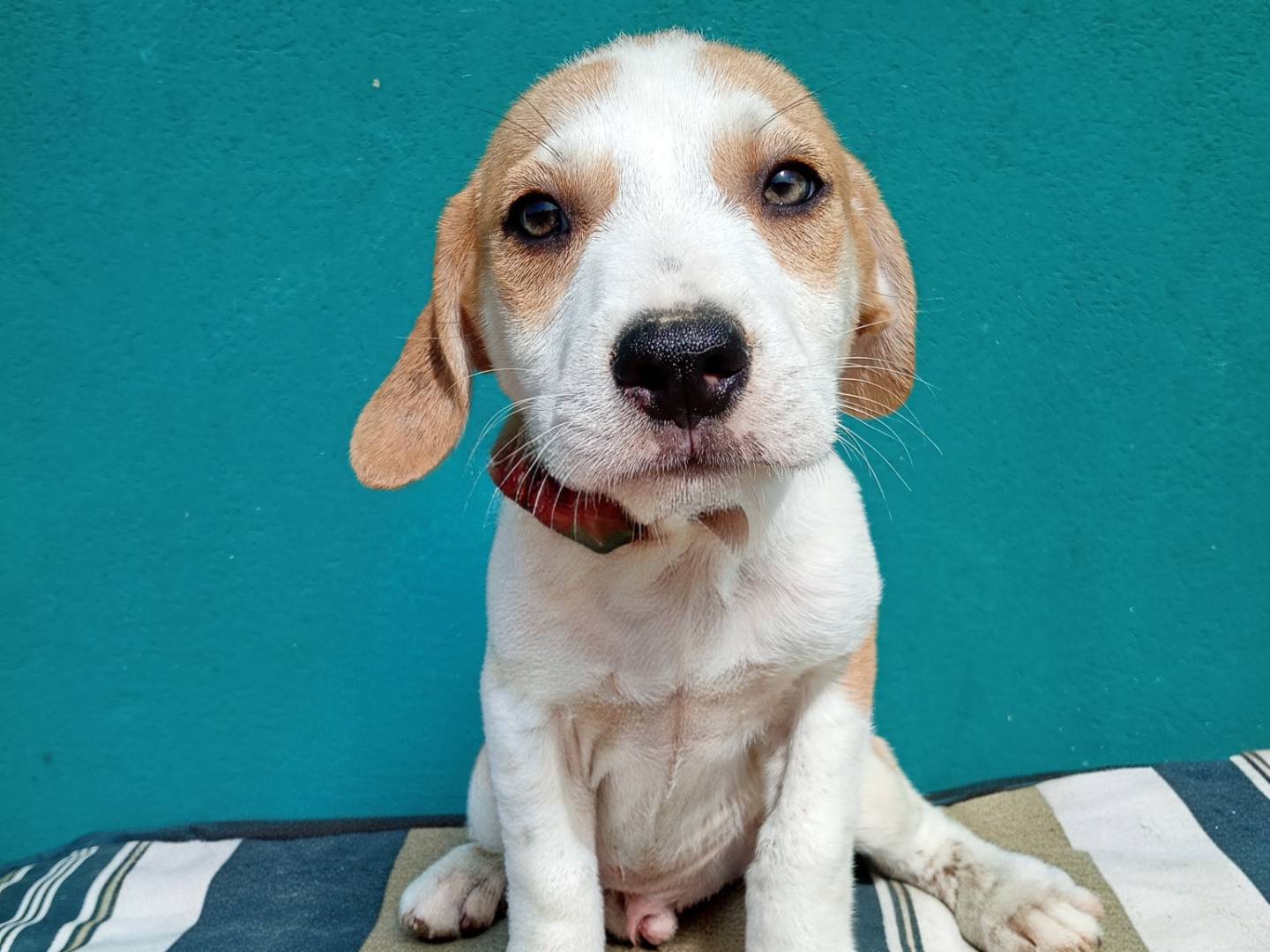 Adozione cane, maschio, Razza sconosciuta Razza sconosciuta, 2 mesi, taglia media, Bergamo