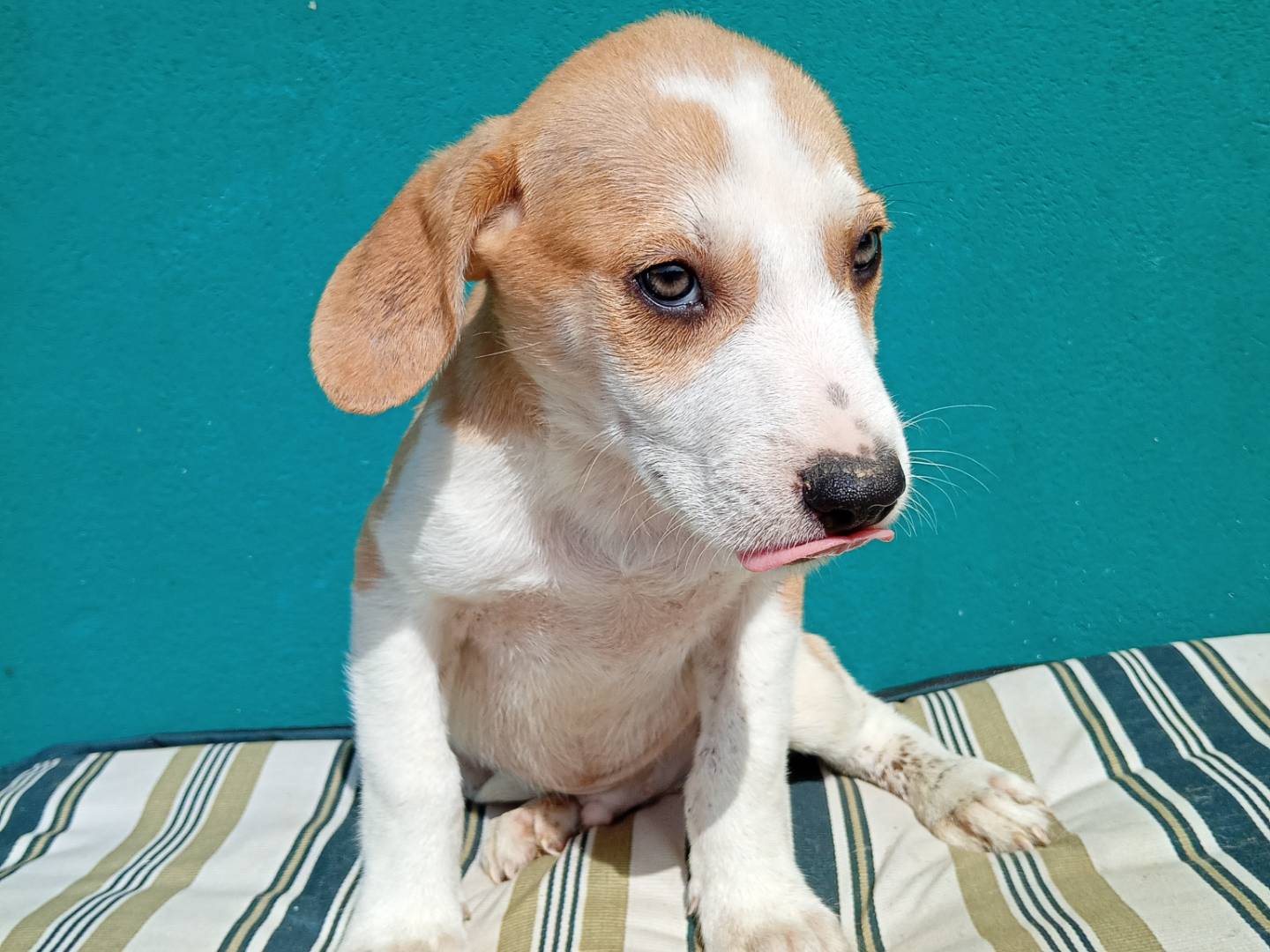 Adotta un cane, taglia media, maschio, Bergamo