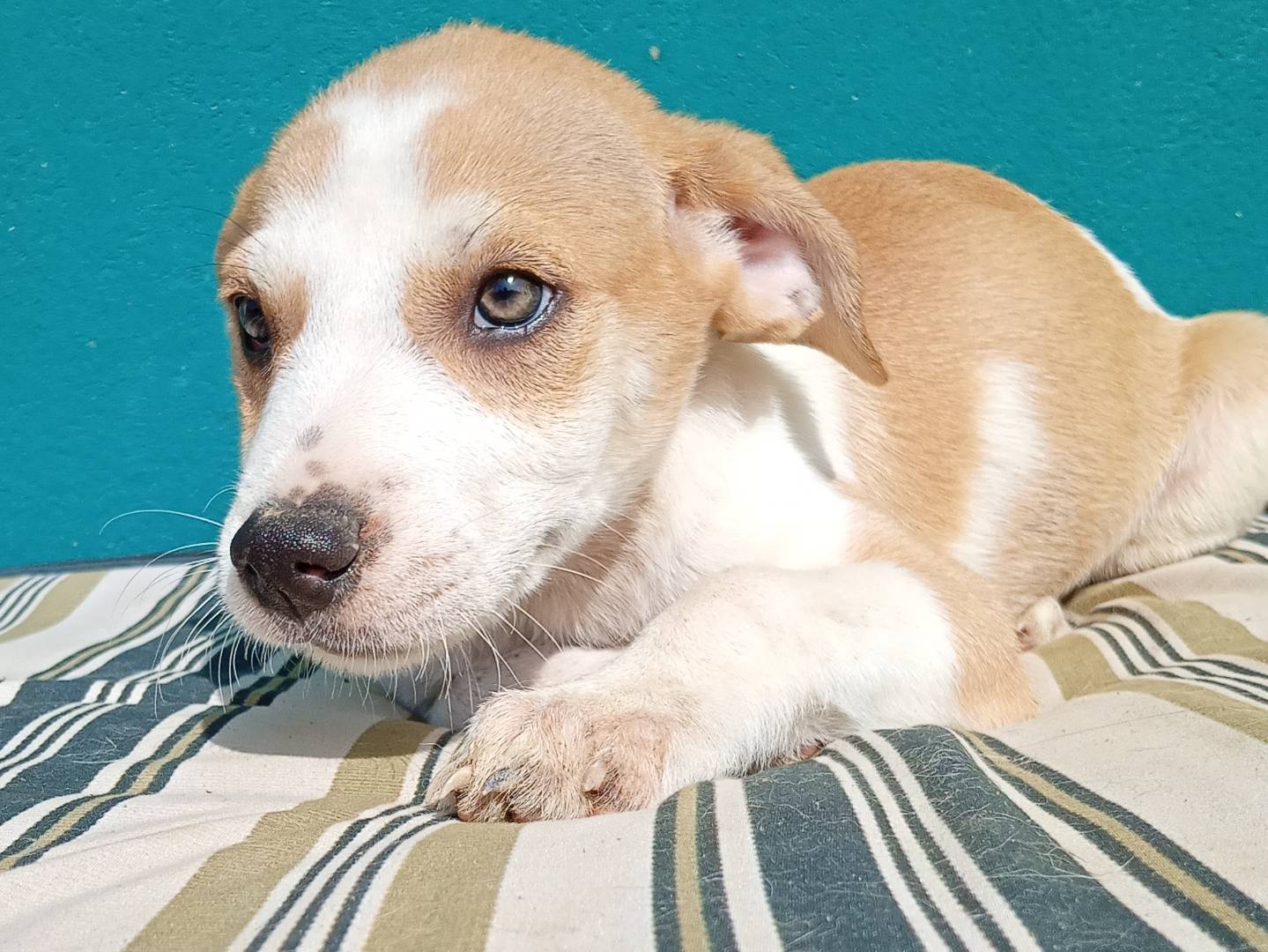 Vuoi adottare un cane a Bergamo?
