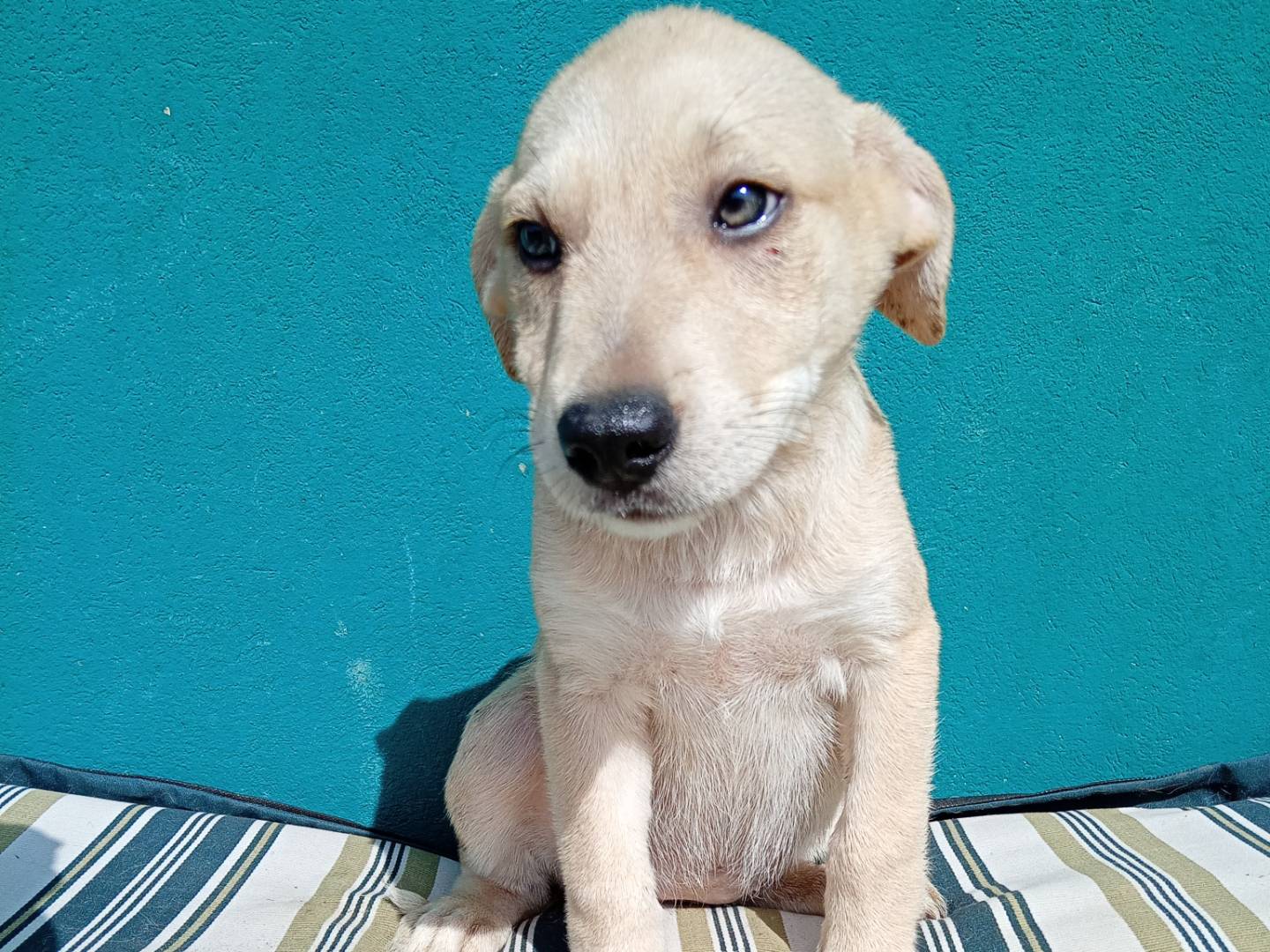 Adotta un cane, taglia media, femmina, Reggio