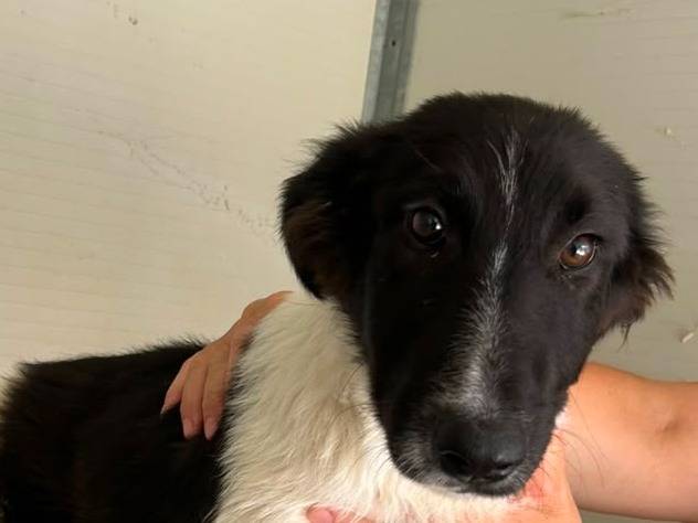 Adotta un cane, maschio, 5 mesi, Potenza