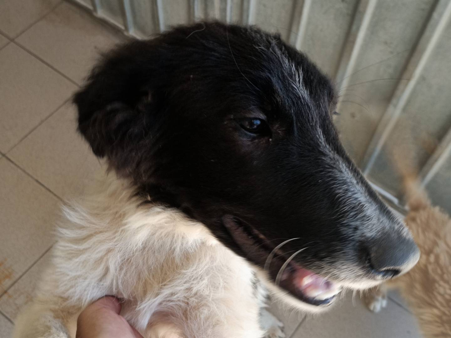 Adotta un cane, taglia media, maschio, Potenza