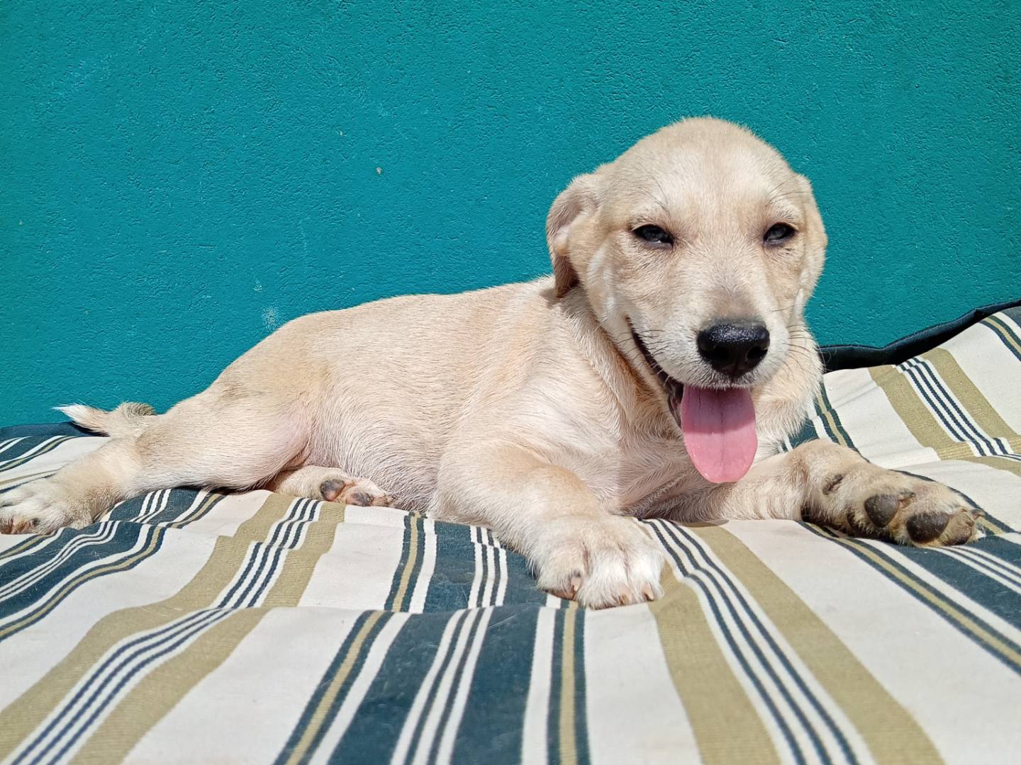Vuoi adottare un cane a Reggio?