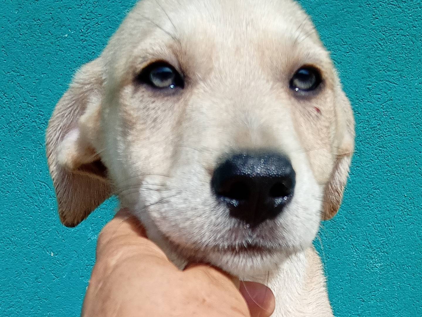 Adotta un cane, femmina, 2 mesi, Reggio