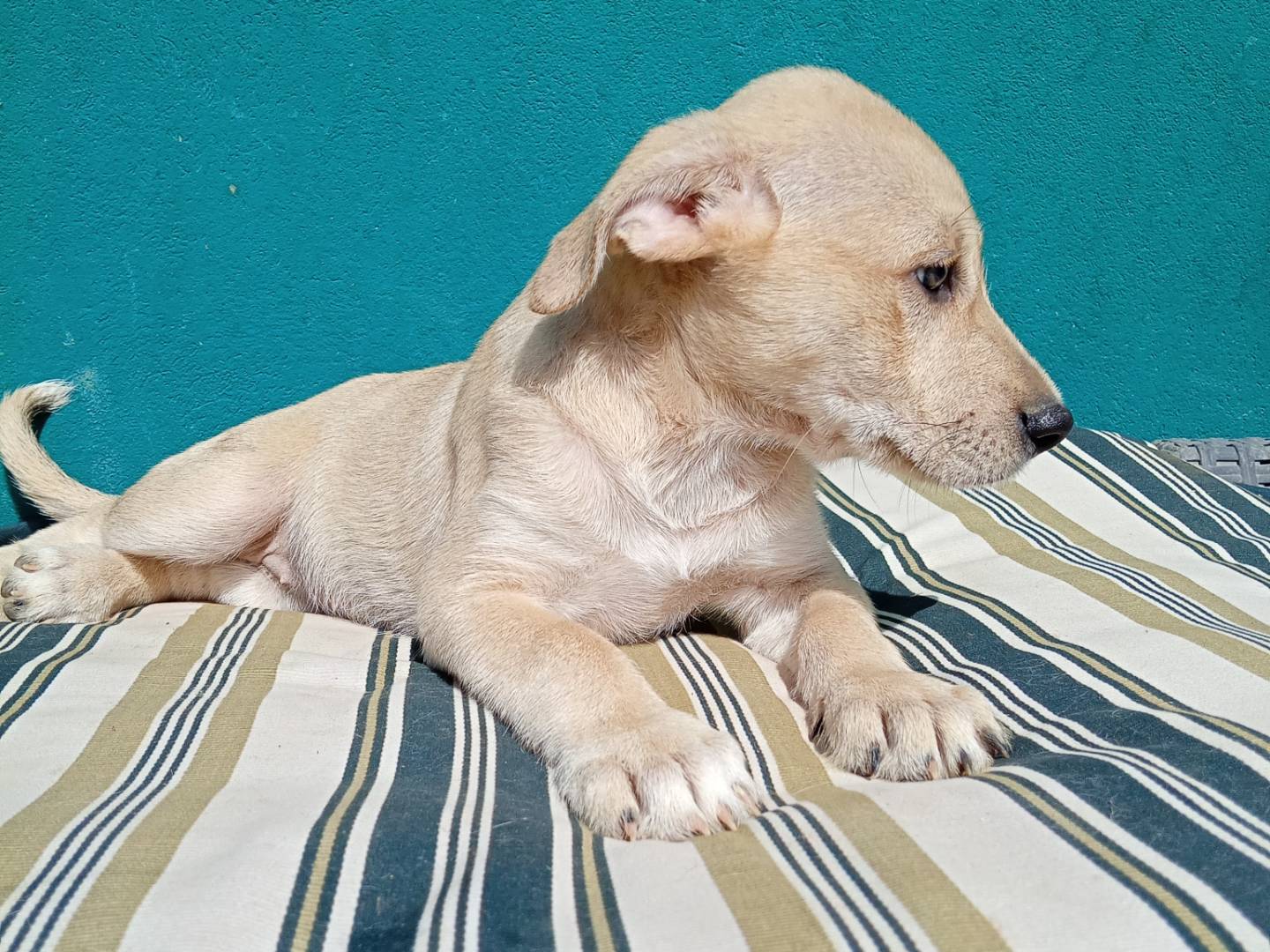 Adotta il cane SKY a Reggio