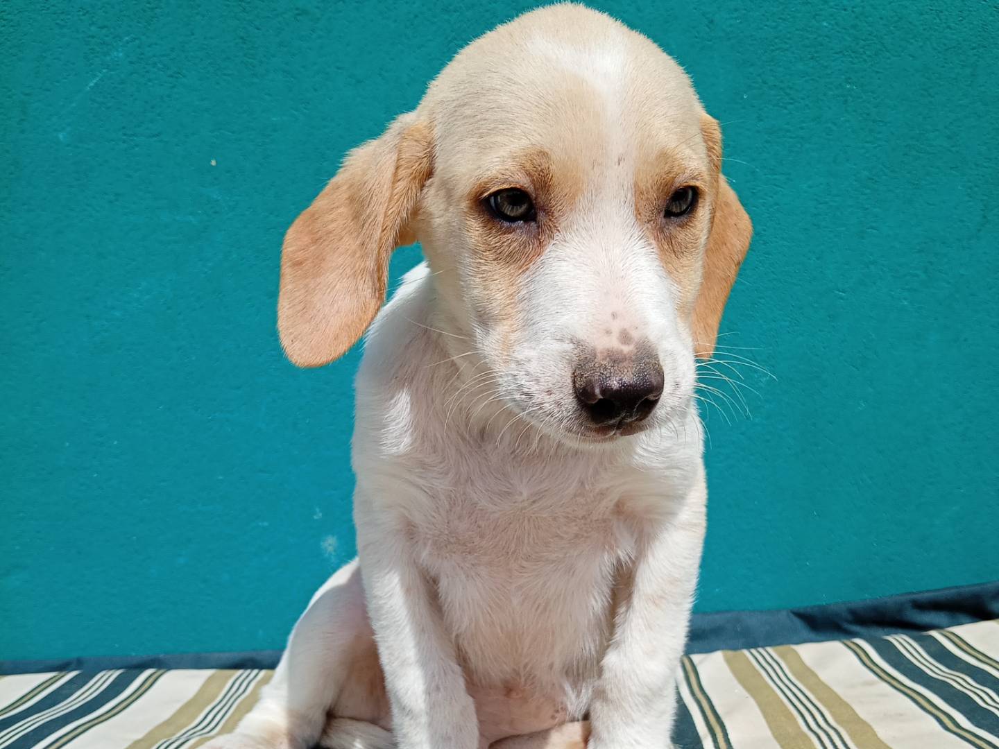 Vuoi adottare un cane a Ferrara?
