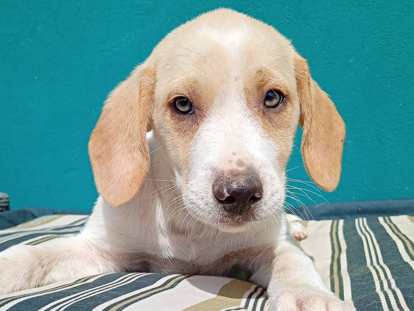 Adotta un cane, maschio, 2 mesi, Ferrara