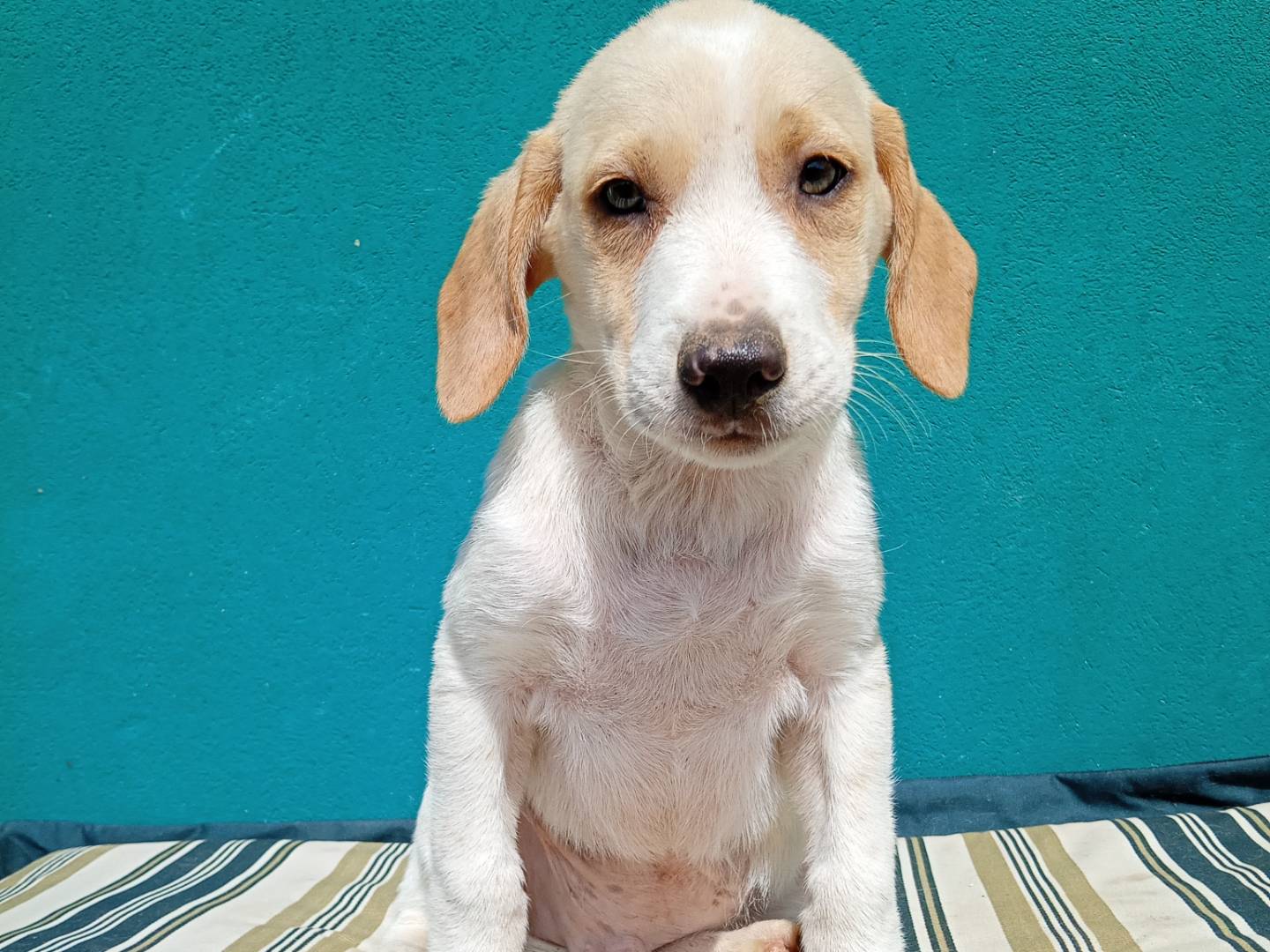 Adotta un cane, taglia media, maschio, Ferrara