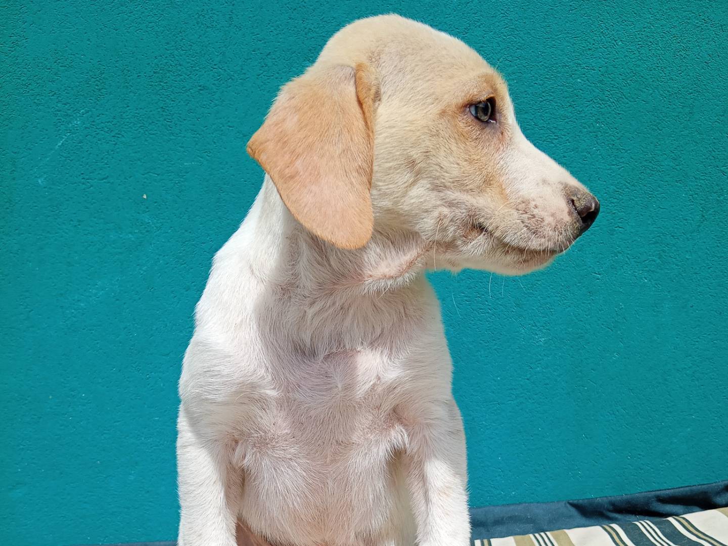 Adotta il cane MIELE  a Ferrara